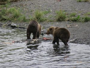 Kodiak Brown Bear Kodiak Island Alaska United States of America USA