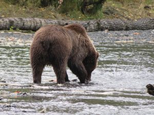 Kodiak Brown Bear Kodiak Island Alaska United States of America USA