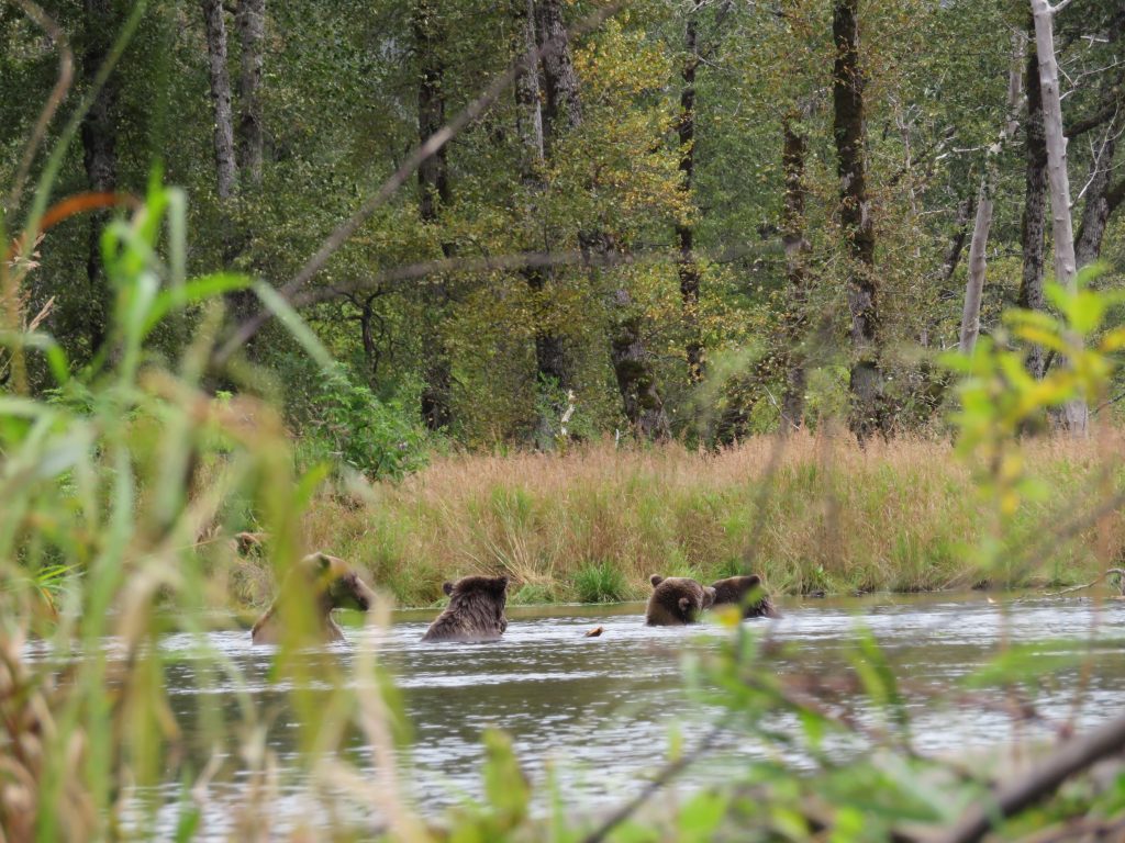 Kodiak Brown Bear Kodiak Island Alaska United States of America USA