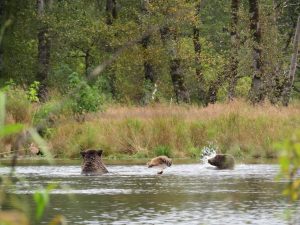 Kodiak Brown Bear Kodiak Island Alaska United States of America USA