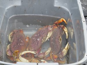 Dungeness Crab Kodiak Island Alaska United States of America USA