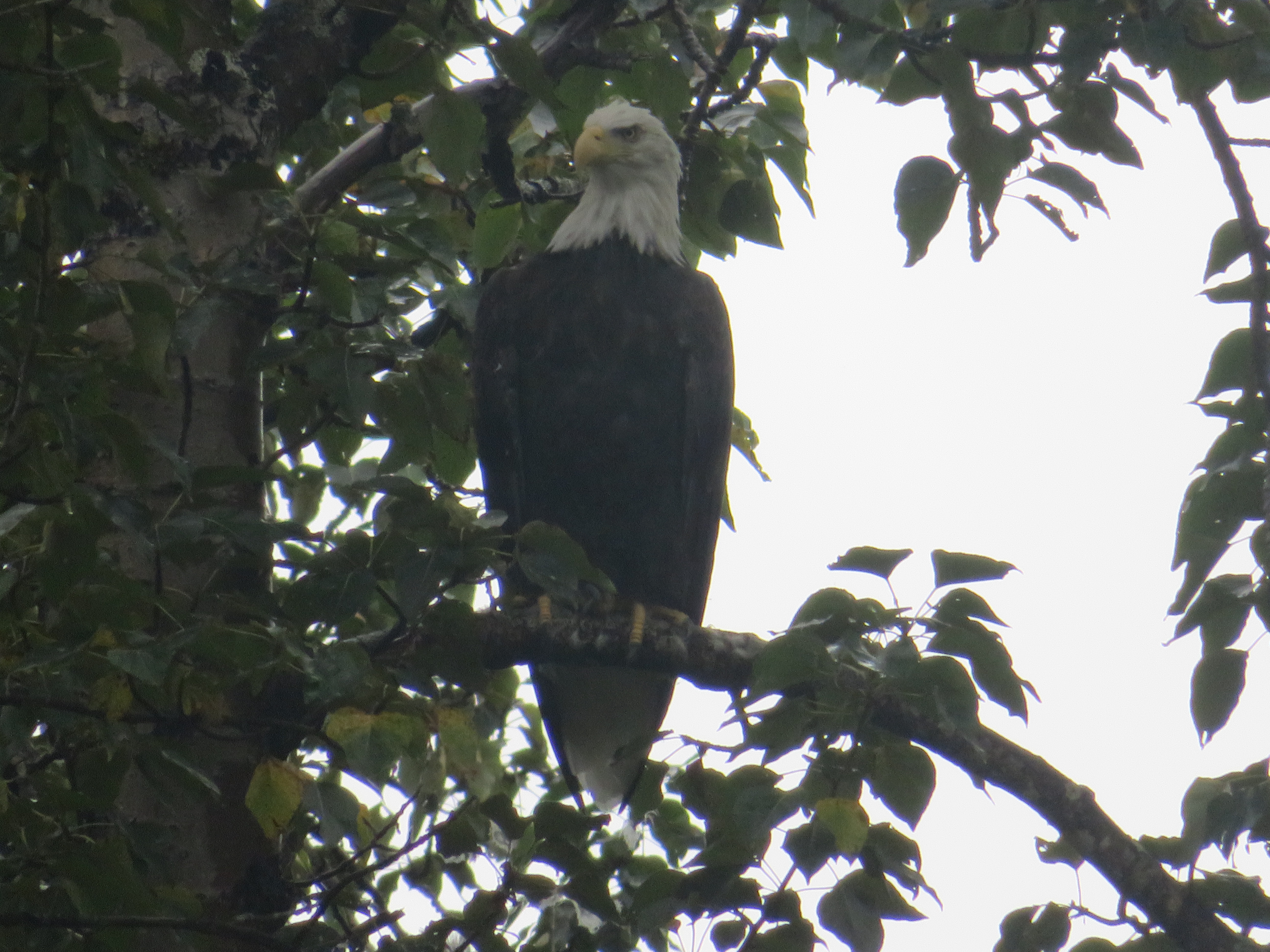 Bald Eagle Kodiak Island Alaska United States of America USA