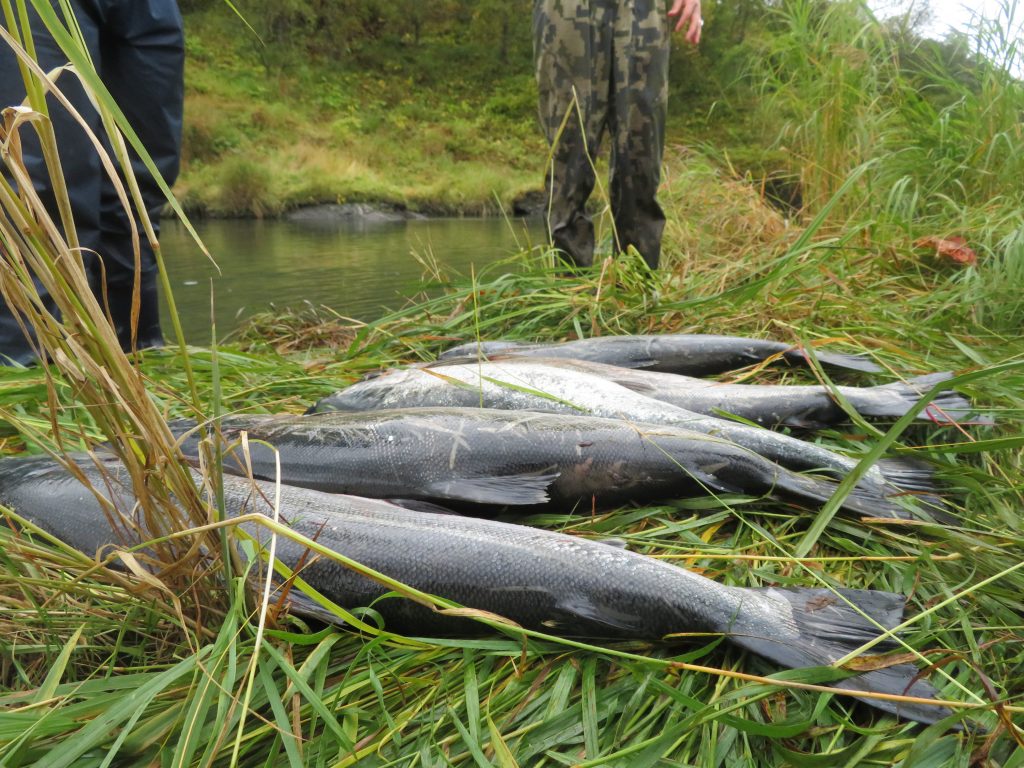 Salmon Fishing Kodiak Island Alaska United States of America USA