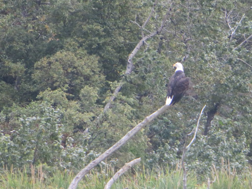 Bald Eagle Kodiak Island Alaska United States of America USA