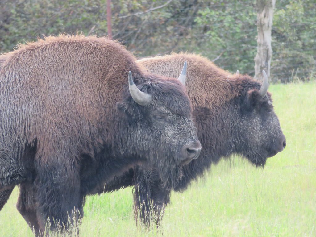 Bison Alaska United States of America USA