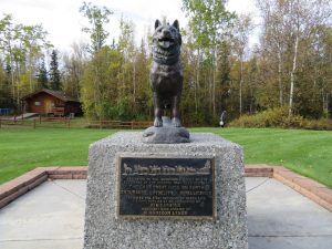 Dog Sledding Summer Alaska United States of America USA