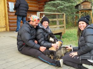 Dog Sledding Summer Alaska United States of America USA