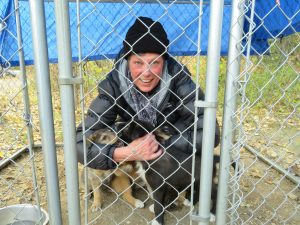 Dog Sledding Summer Alaska United States of America USA