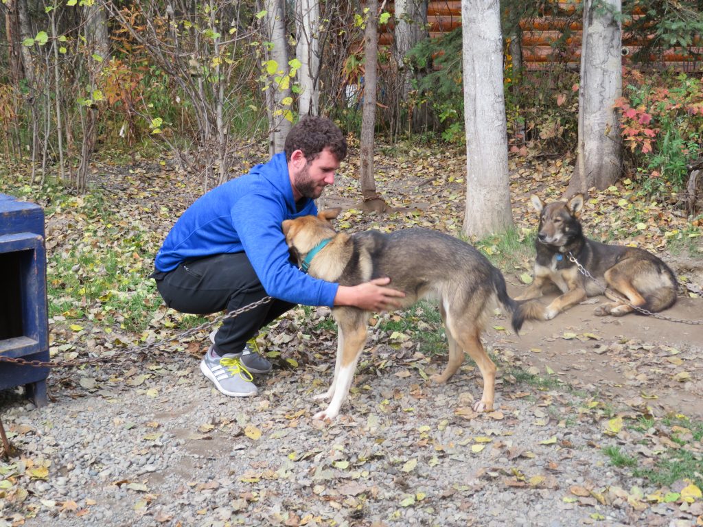 Dog Sledding Summer Alaska United States of America USA