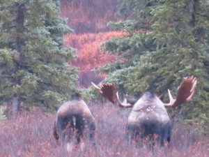 Moose Denali National Park Alaska United States of America USA