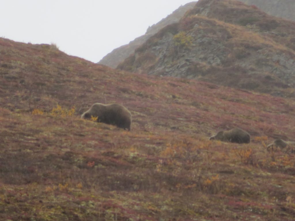 Grizzly Denali National Park Alaska United States of America USA