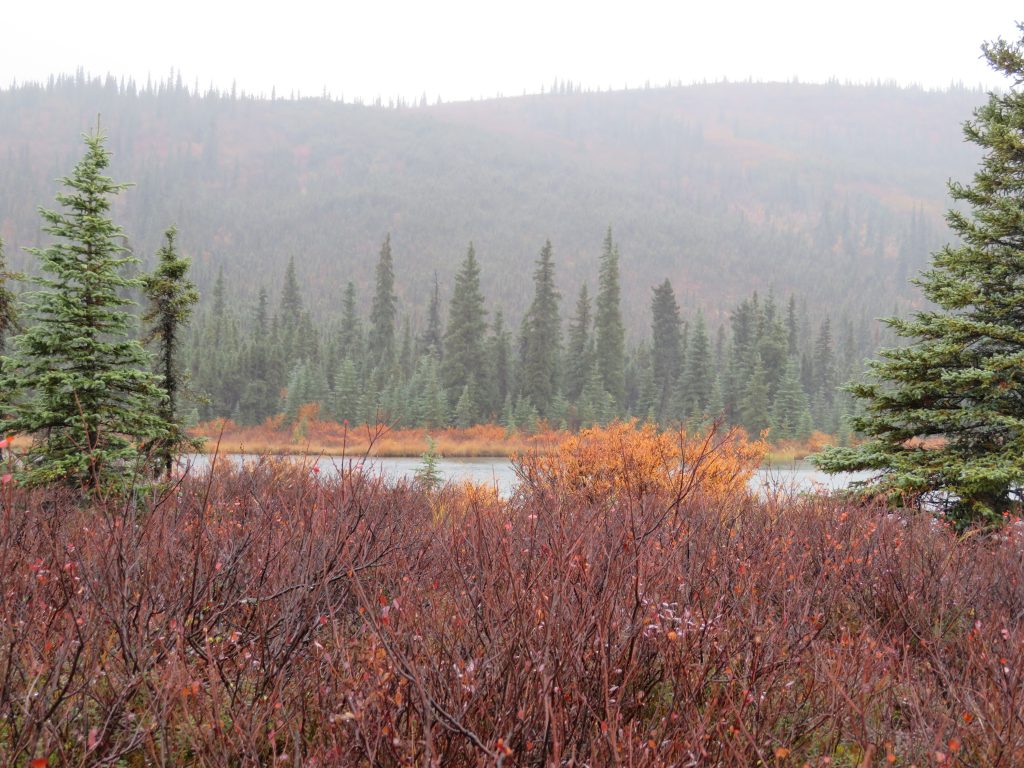 Denali National Park Alaska United States of America USA