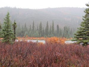 Denali National Park Alaska United States of America USA