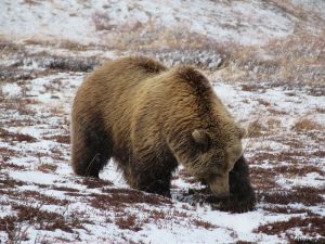 Grizzly Denali National Park Alaska United States of America USA