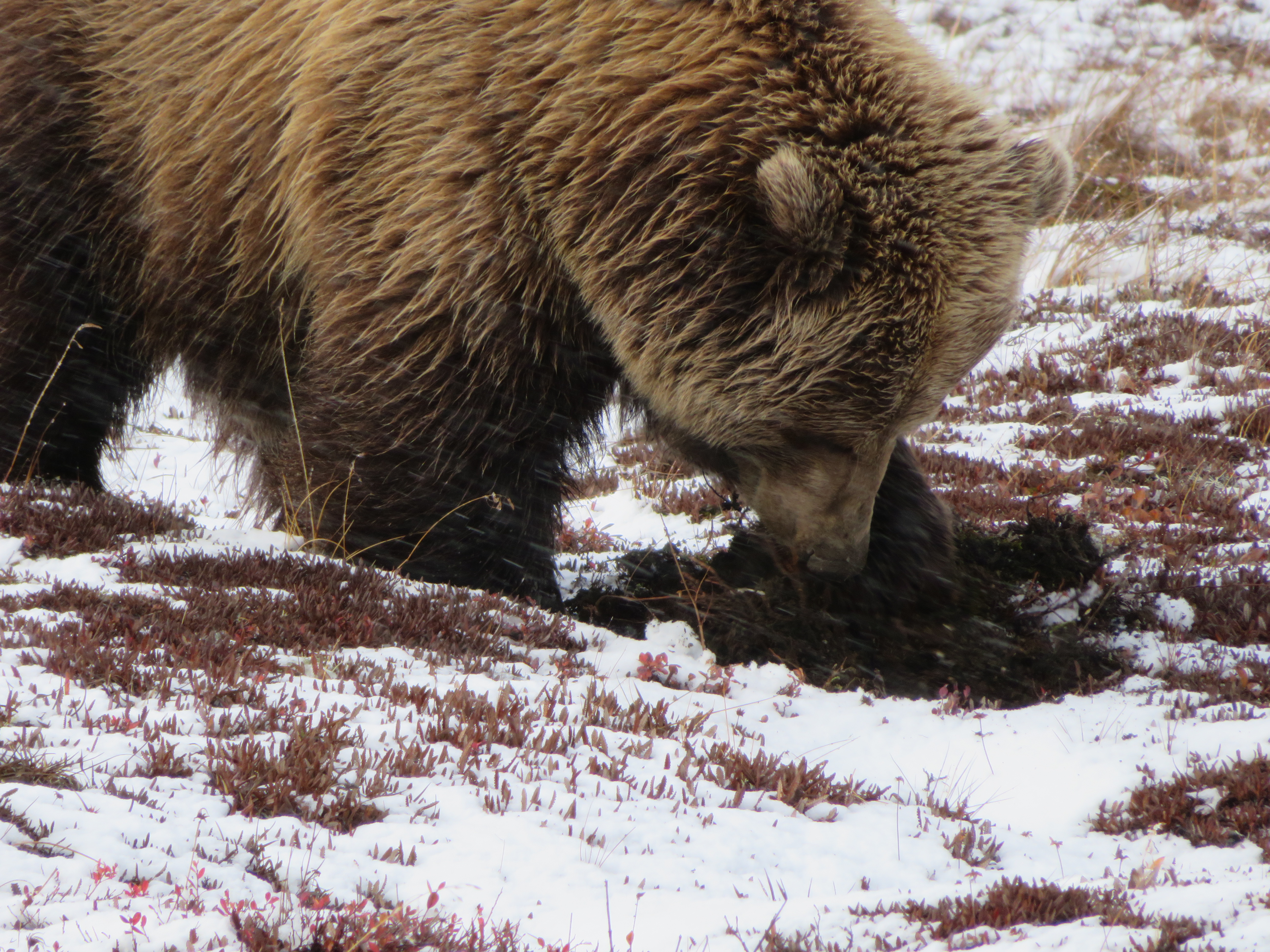 Grizzly Denali National Park Alaska United States of America USA