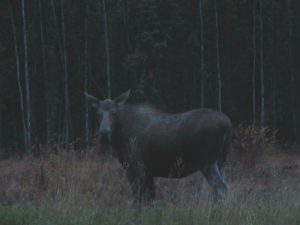 Moose Denali National Park Alaska United States of America USA