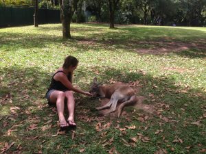 Kangaroo Brisbane Australia