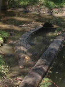 Crocodile Brisbane Australia