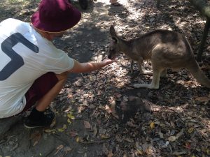 Kangaroo Brisbane Australia