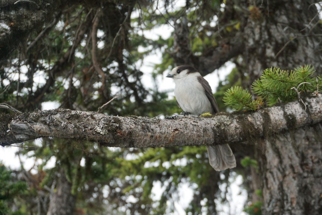 Bird, Hiking, Joffre Lakes, Canada