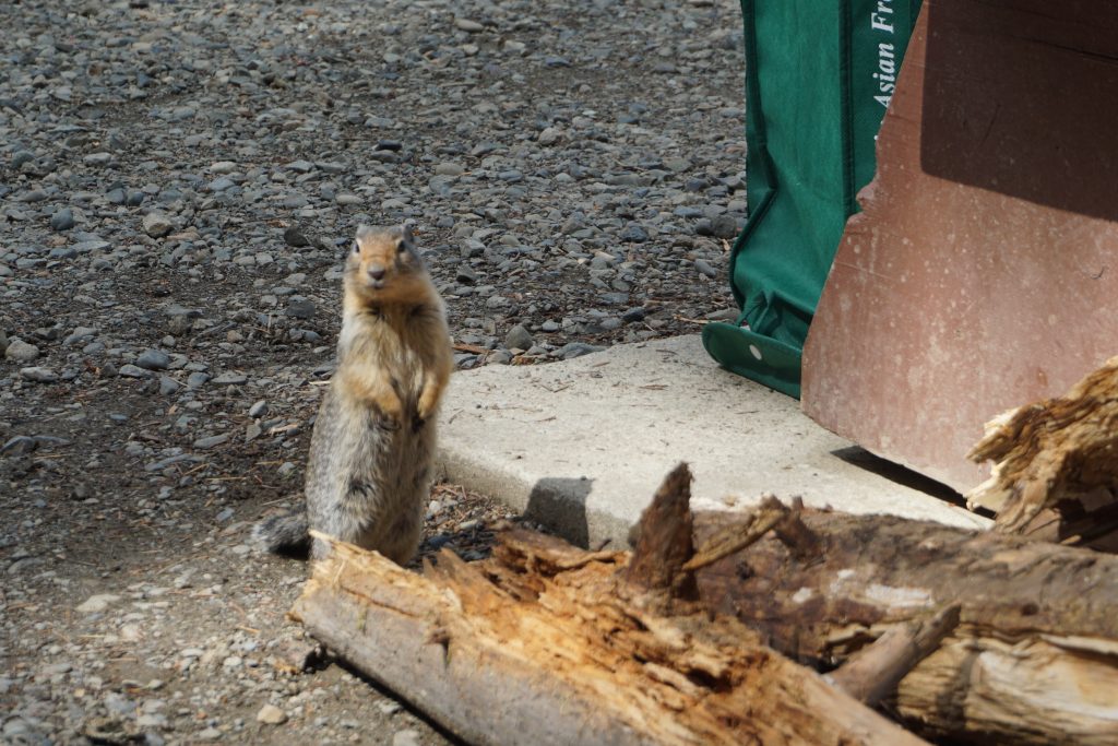 Marmot, Manning Park, BC, Canada
