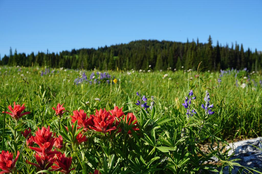Flower Meadow, Trophy Mountain, Wells Gray Provincial Park, Canada