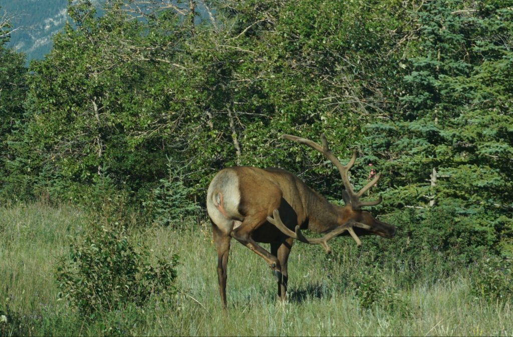 Elk, Jasper National Park, Canada
