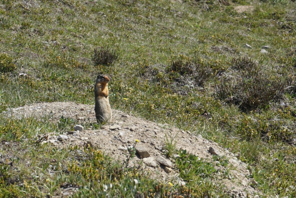 Marmot, Wilcox Pass Hike, Jasper National Park, Canada