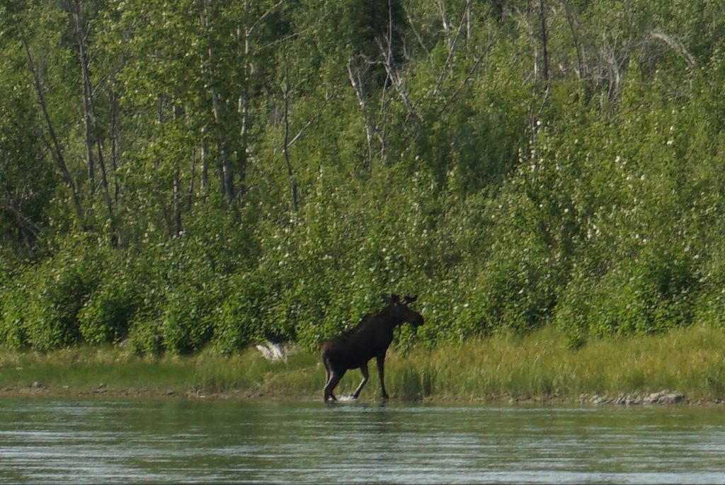 Moose, Yukon River, Canada