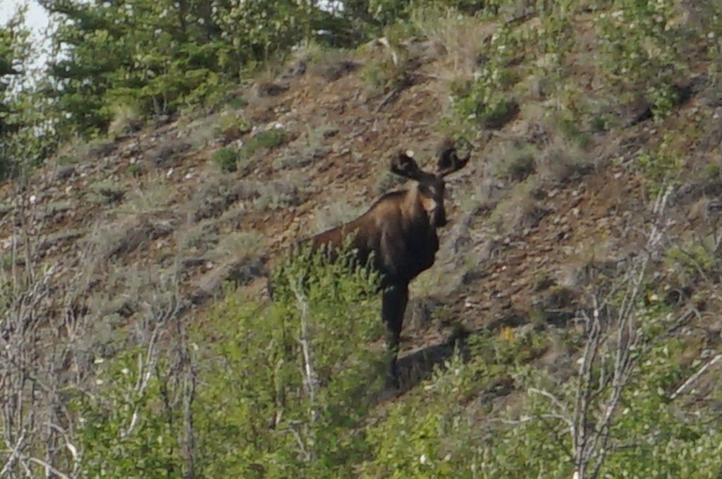 Moose, Yukon River, Canada