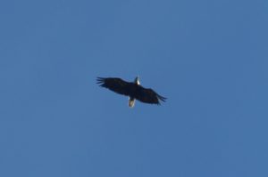 Bald Eagle, Yukon River, Canada