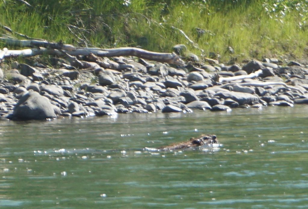Beaver, Yukon River, Canada