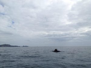 Dolphin, Bay of Islands, New Zealand