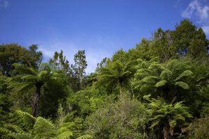 Dickey Flat, Waikato, New Zealand