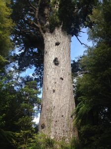 Tane Mahuta, Northland, New Zealand