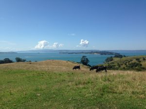 Motutapu Island, Auckland, New Zealand