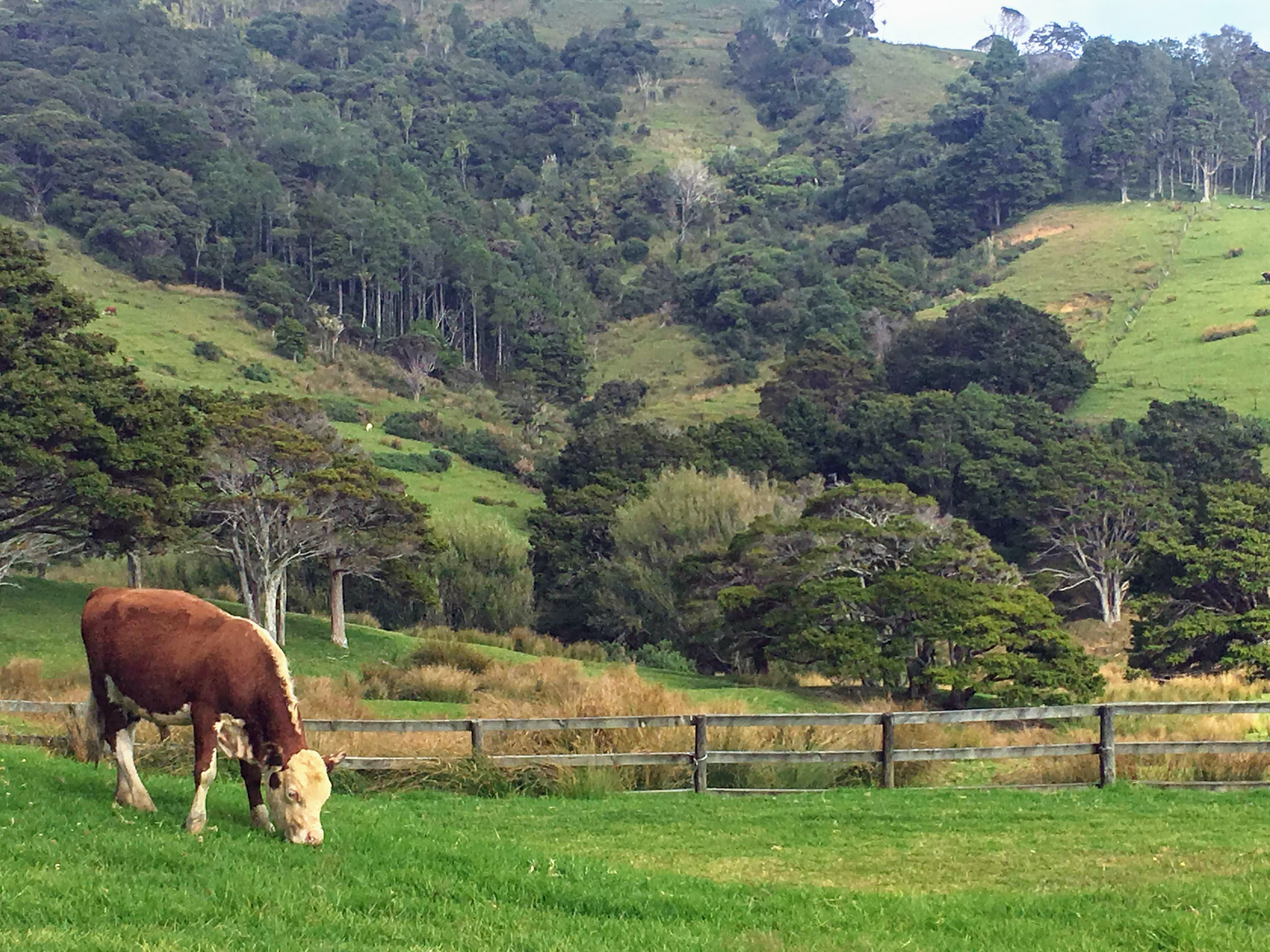 Goat Island Campground, Northland, New Zealand