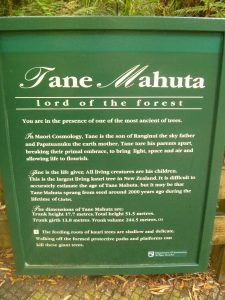 Tane Mahuta, Northland, New Zealand