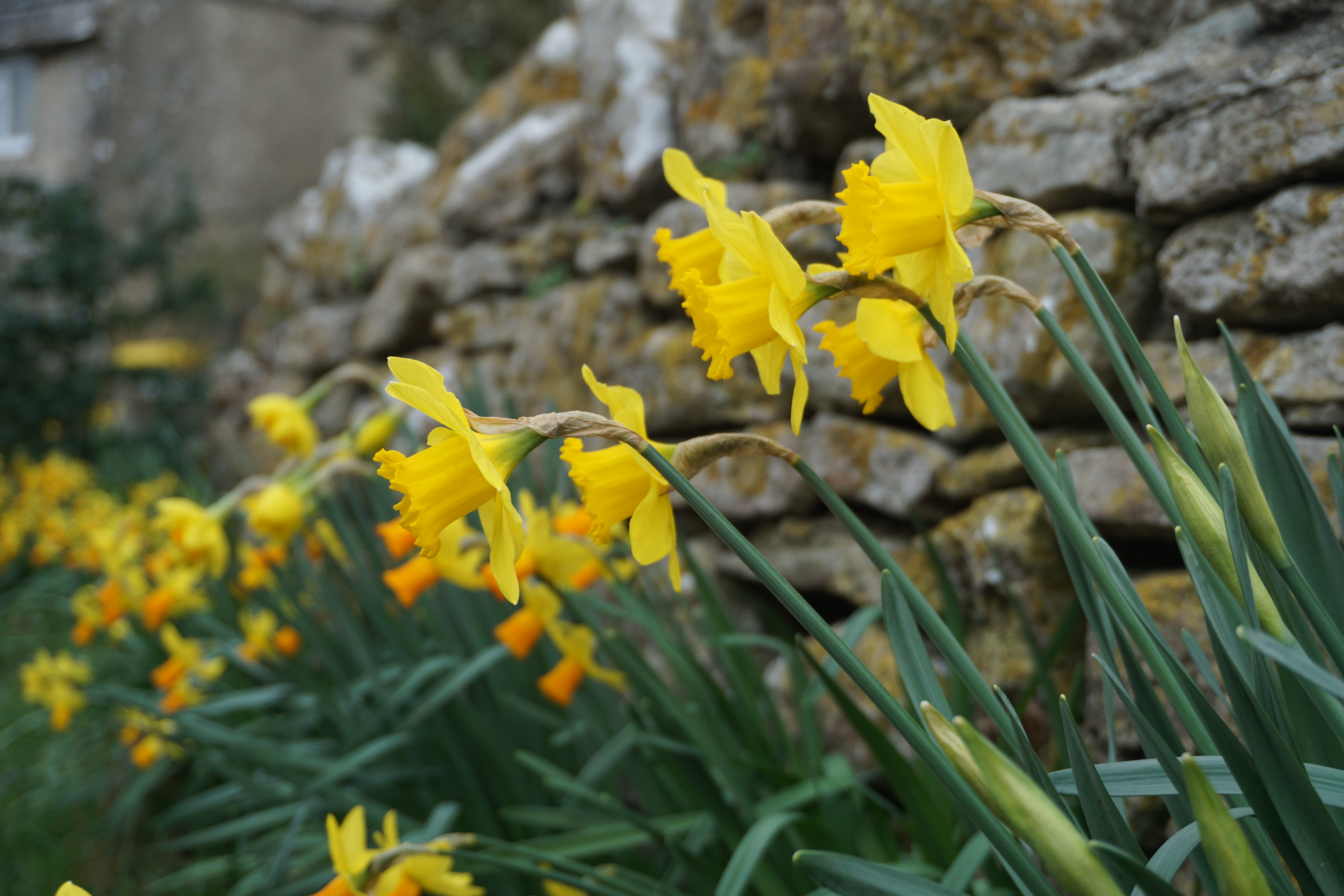 Daffodils, Corfe, Dorset, England