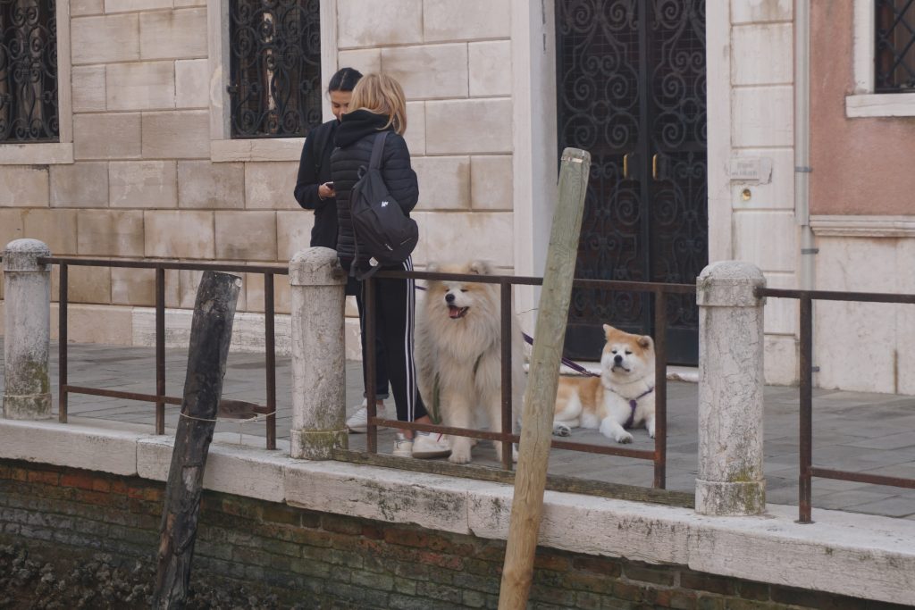 Dogs, Venice, Italy