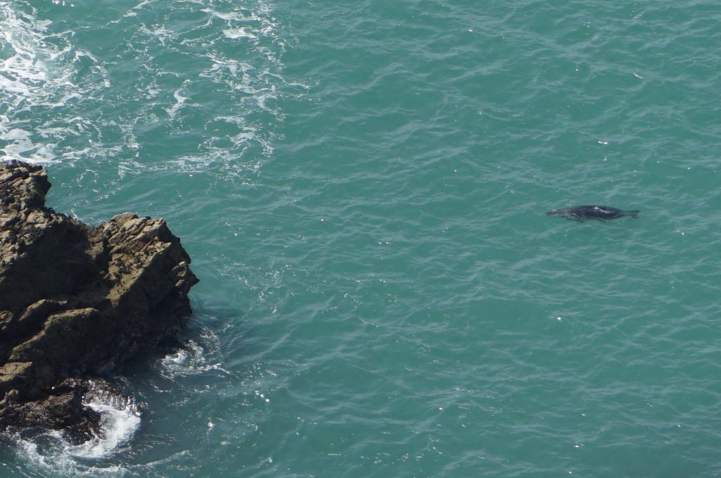 Seal, Skomer Island, Wales
