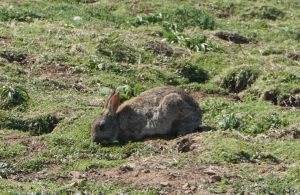 Rabbit, Skomer Island, Wales