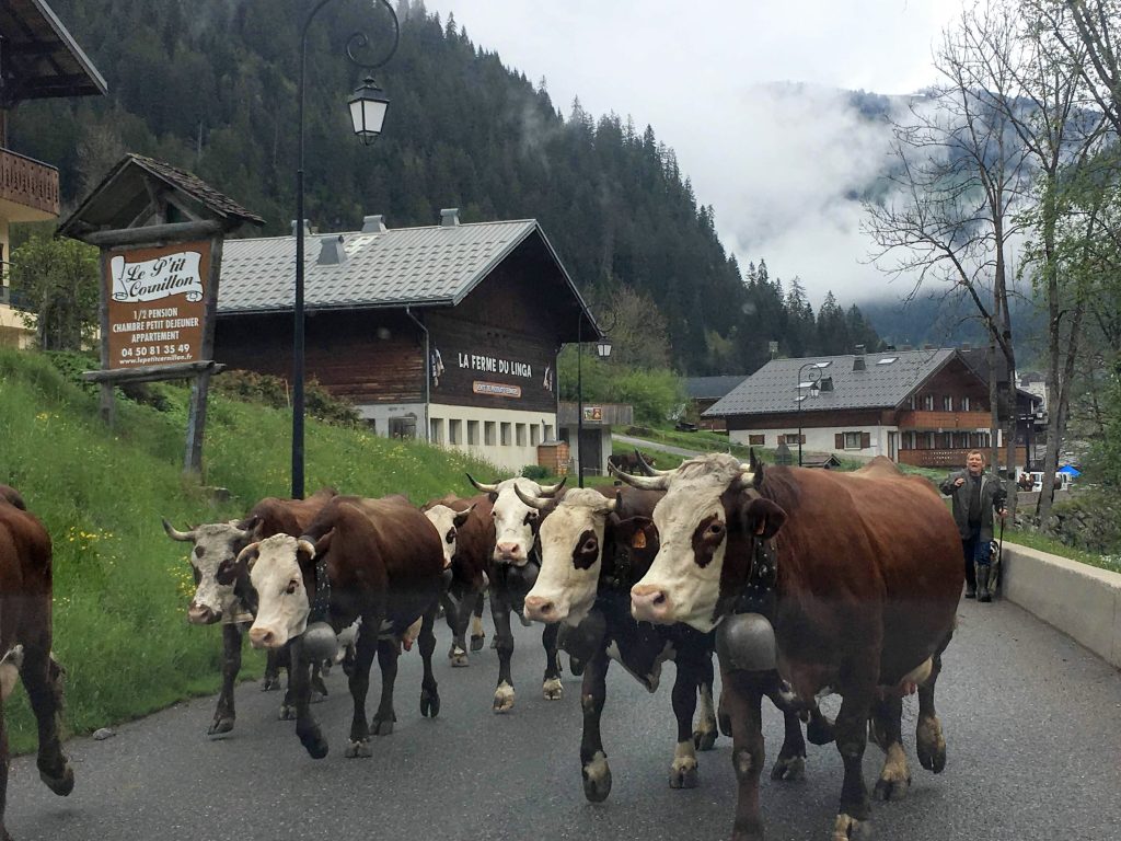 Cows, Châtel, France