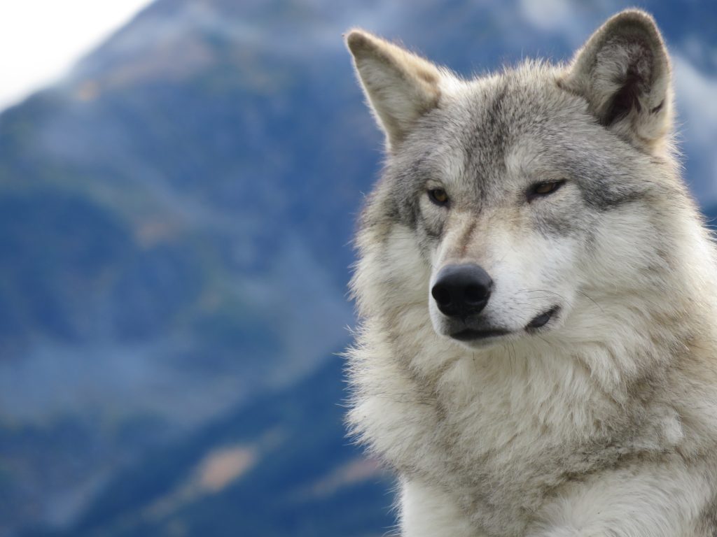 Wolf, Wildlife Sanctuary, Alaska, USA