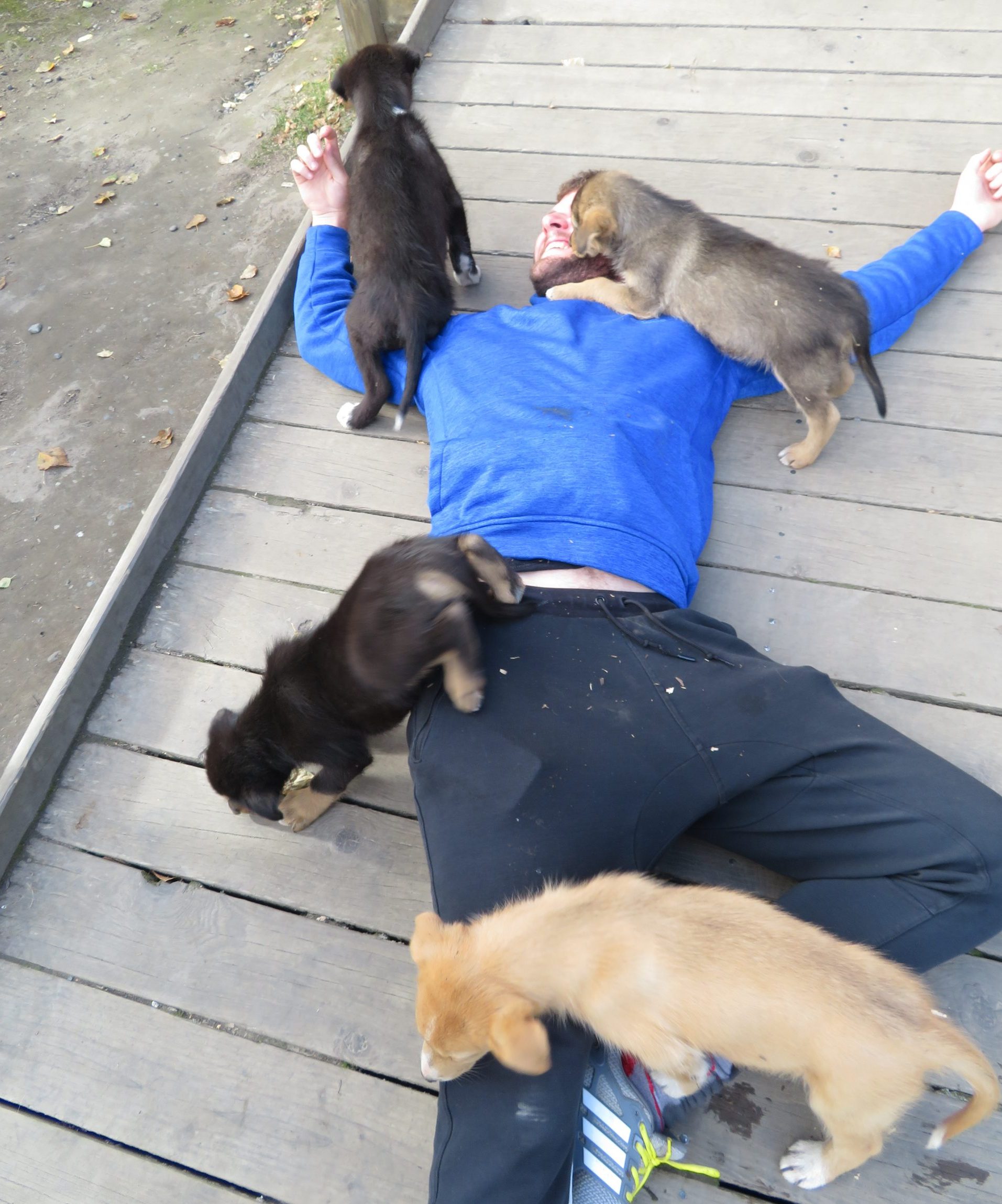 Husky Puppies, Wildlife Sanctuary, Alaska, USA