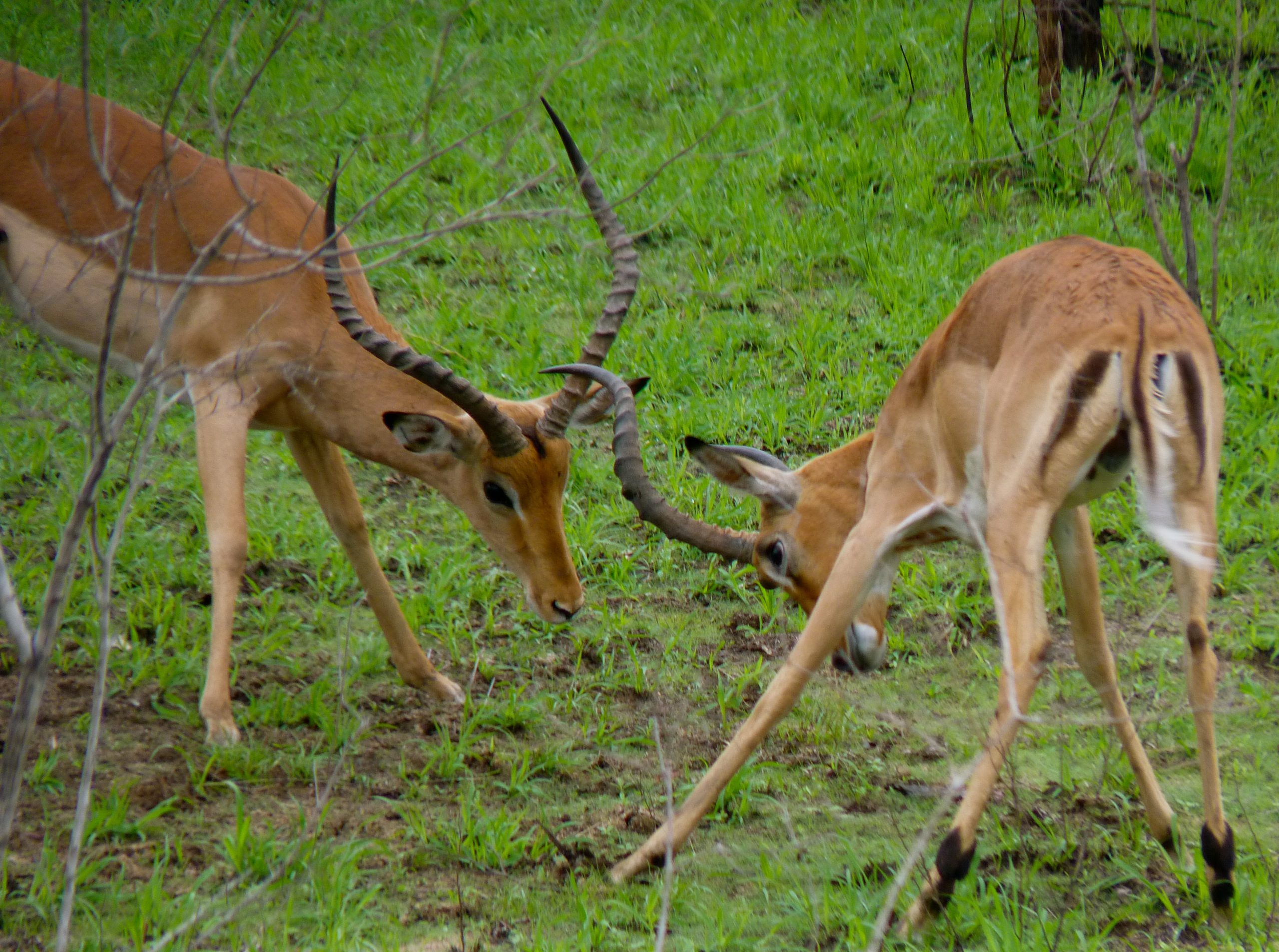 Impala, Kruger National Park, South Africa