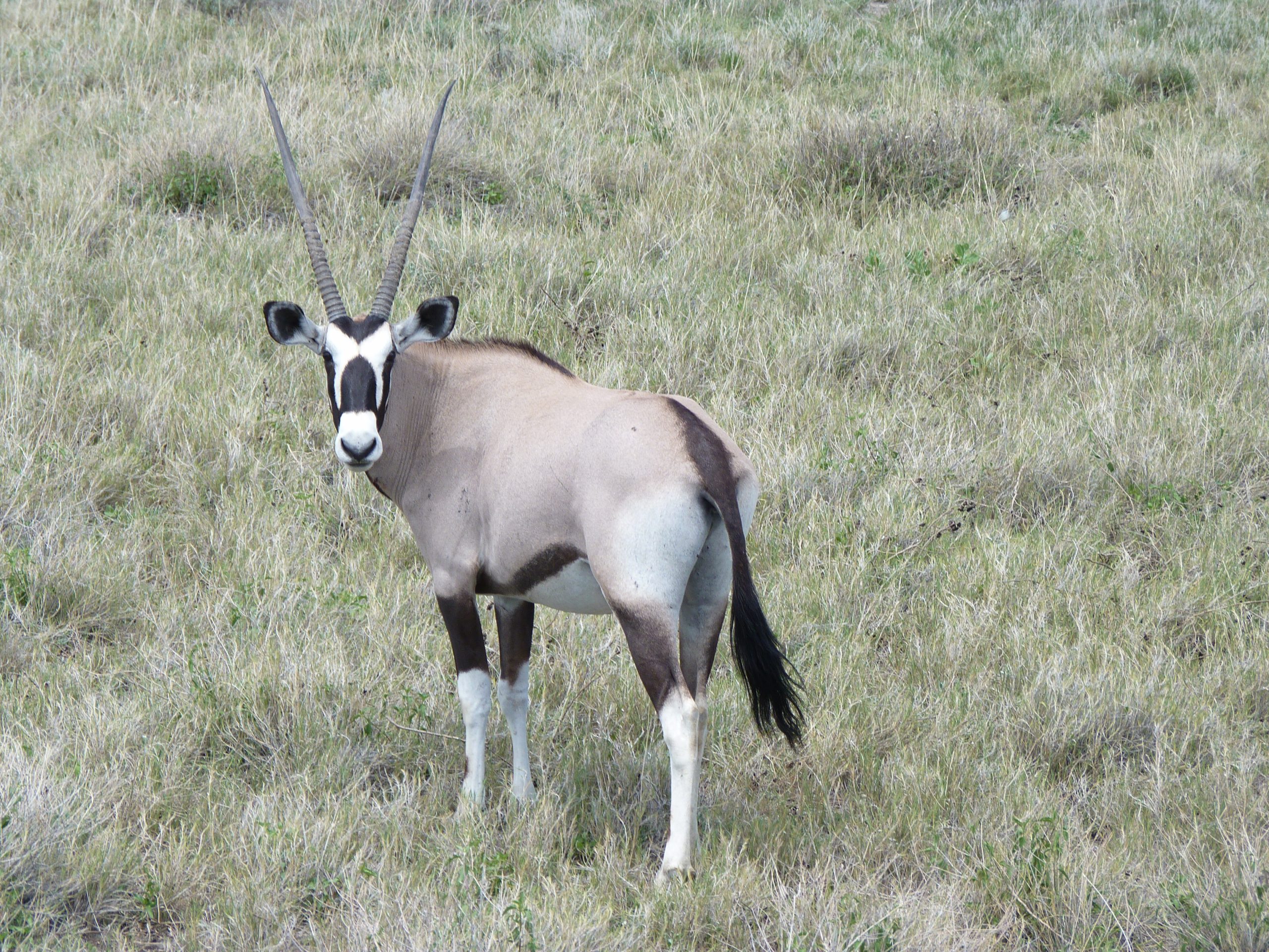 Oryx, Etosha National Park, Namibia