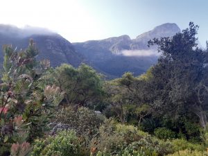 Kirstenbosch Gardens, Cape Town, South Africa