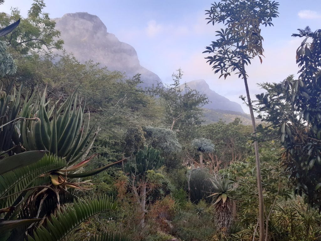 Kirstenbosch Gardens, Cape Town, South Africa