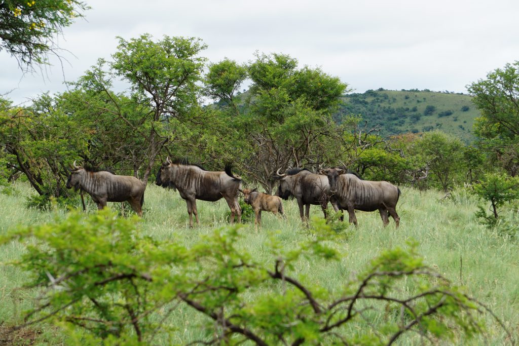 Riemland, Kwa-Zulu Natal, South Africa